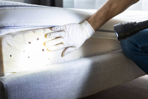 Best Flea Control Services  in Karns, TN